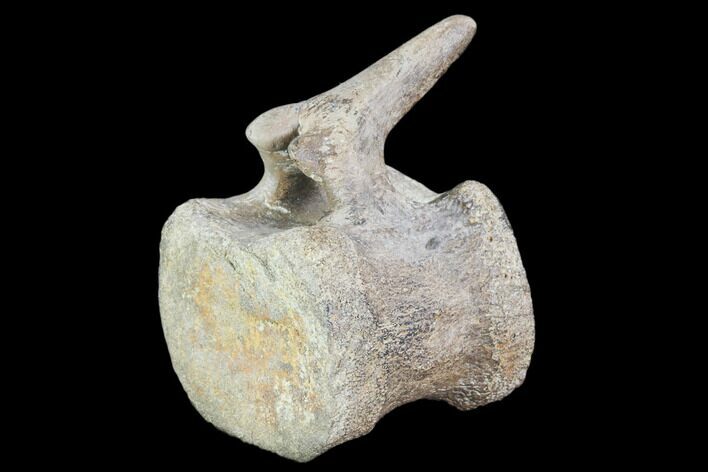 Hadrosaur Caudal Vertebrae - Montana #101776